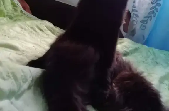 Кошки потеряшки, Тюмень, фото: Потеряшка кошка в Тюмени, Микрорайон Пансионат имени Оловянникова