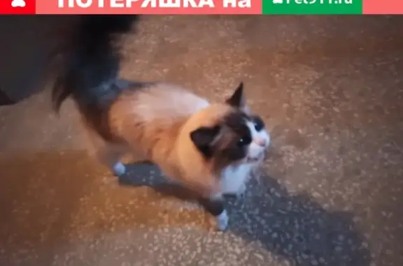 Пропала кошка на улице Строителей, Чебоксары