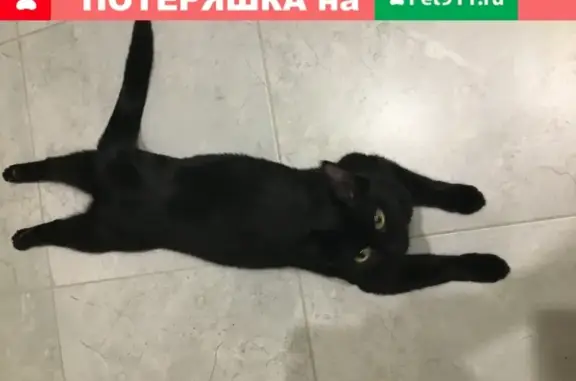 Пропала кошка Муся в деревне Аборино, Московская область