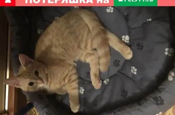 Пропал котенок на Хабаровской улице, Гольяново