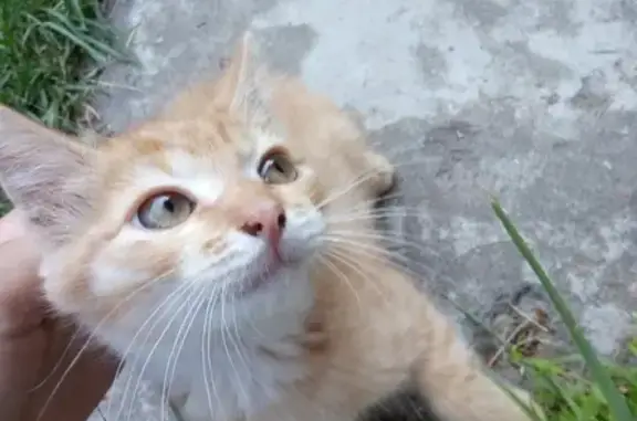 Найден игривый котенок на улице Партизан, 4