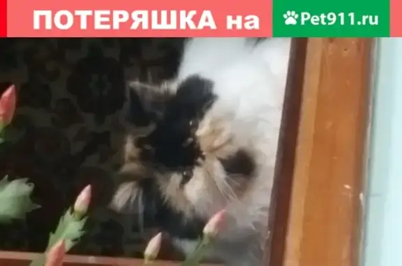 Пропала персидская кошка, ул. Матвеева, Пятигорск
