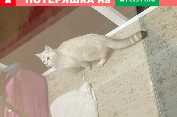 Найдена домашняя кошка в Деревне Мотяково