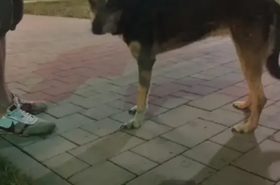 Найдена пожилая собака на станции Внуково: тел. 8 901 183 86 80