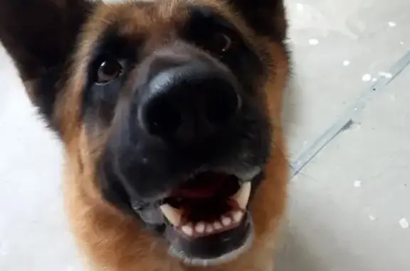 Пропала собака Рэй в Большом Буньково, Московская область