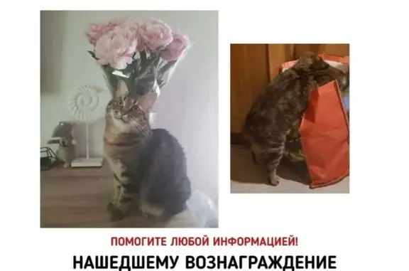 Пропала кошка Вася на ул. Палехская, Москва
