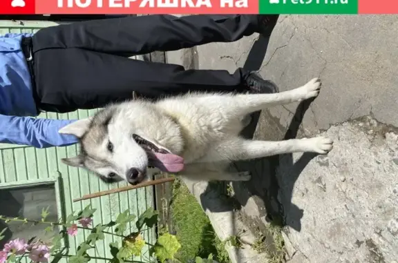 Собака потерялась на Ул. Свободы, д.35, Москва
