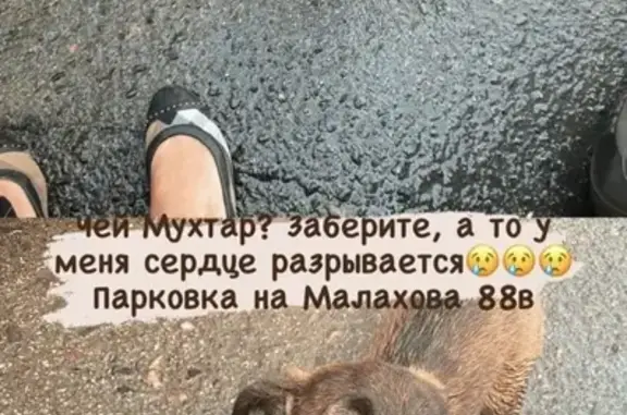 Найдена собака на Малахова 88 в Барнауле