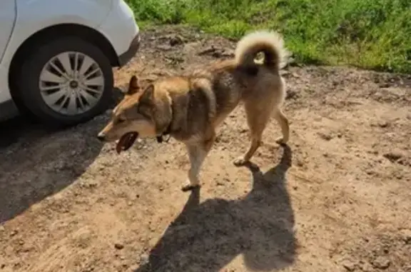 Найдена собака-охотница на Хвойной, Пермский край