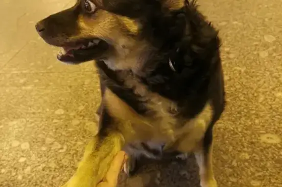 Собака ждет возле метро Лиговский проспект (адрес: Лиговский проспект, 74)