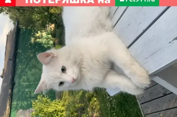 Объявления о пропавших и найденных животных, Санкт-Петербург, фото: Пропала белая слепая кошка Лютик, Пушкин, СПб, 5-я Советская ул., 14