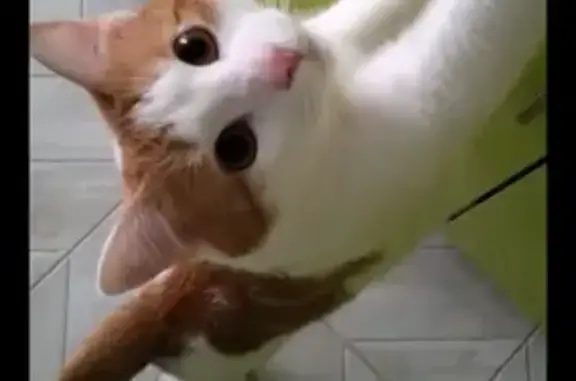 Кошки потеряшки, Санкт-Петербург, фото: Потеряшка кошка на улице Летчика Пилютова 44/2 в Красносельском районе!