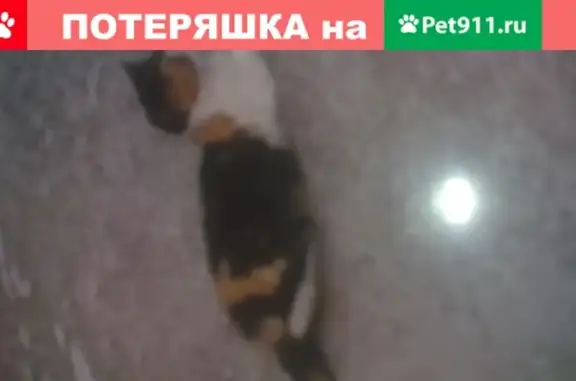 Пропала кошка Мася в селе Весёлое, Краснодарский край