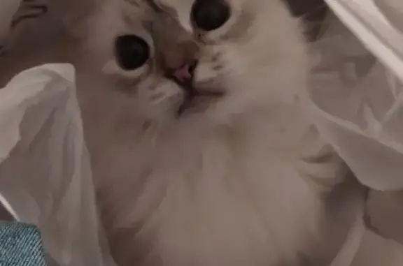 Кошки потеряшки, Санкт-Петербург, фото: Потеряшка кошка на пр. Наставников, СПб: бело-дымчатая, голубые глаза, отзывается на Шери.