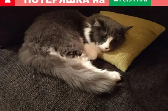 Пропала серо-белая кошка в Малаховке, вознаграждение гарантировано