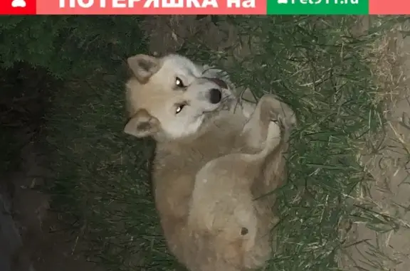 Найдена собака в Анапе на улице Ленина