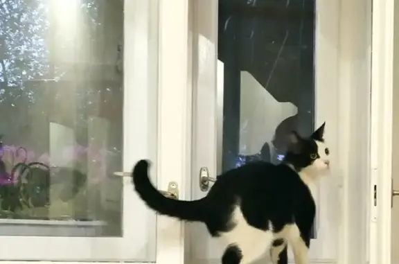 Найдена черно-белая кошка на пр. Ленина, 79