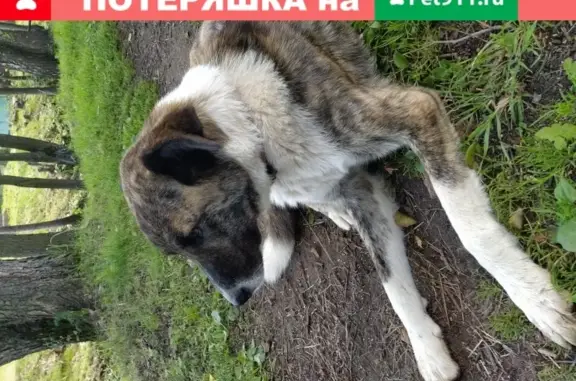 Собака найдена в СНТ Радуга, тигровый окрас, стерелизована