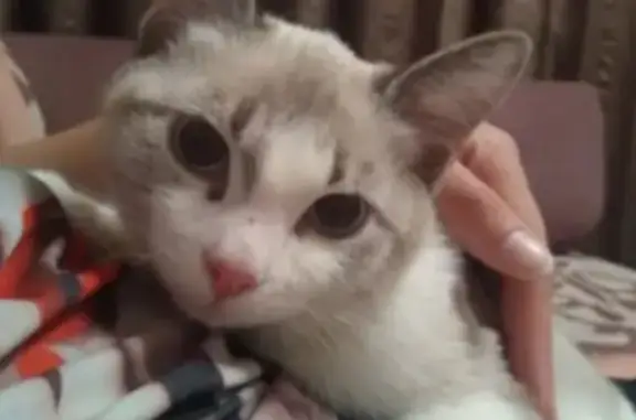 Кошки потеряшки, Ульяновск, фото: Потеряшка кот в СНТ 