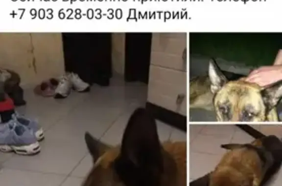 Найдена собака в Лианозово, Москва!