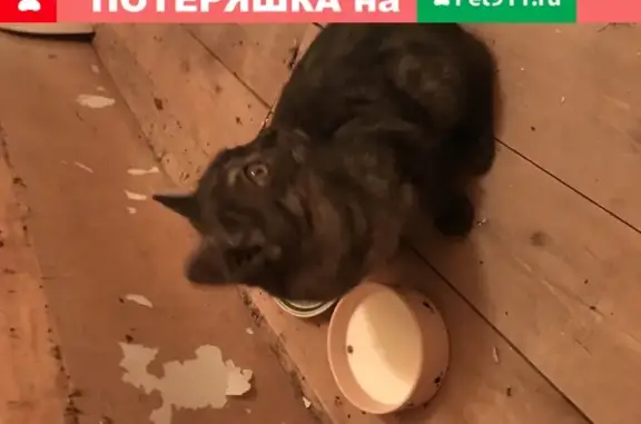 Найдена кошка на ул. Чуйкова, Казань
