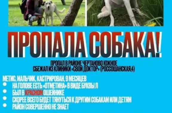 Пропала собака Лео на Россошанской улице, Москва