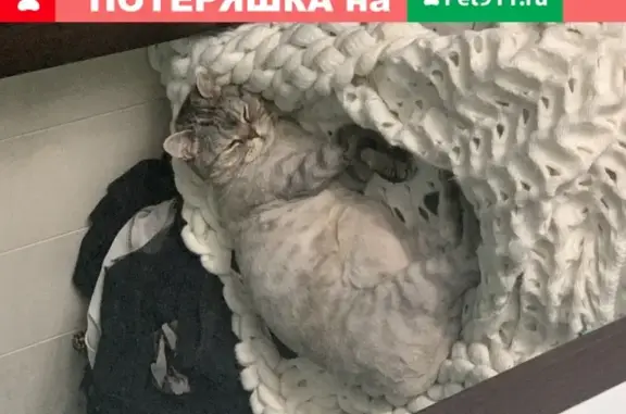 Кошки потеряшки, Санкт-Петербург, фото: Потеряшка кошка в посёлке Песочный, ул. Первомайская, 4