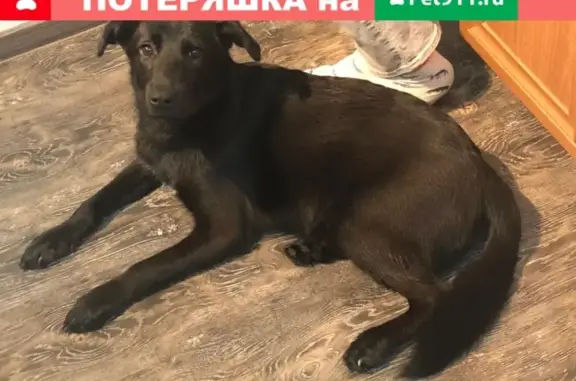 Найдена собака на улице Заварицкого 4
