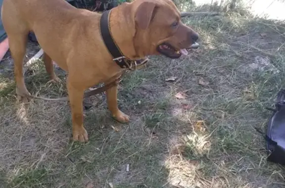Собака стафф, рыжая, возраст около года, найдена в Пензенской области на Сурском водохранилище