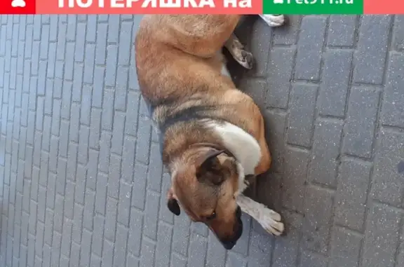 Пропала собака возле ТЦ Планерная, адрес: ул. Планерная, 7