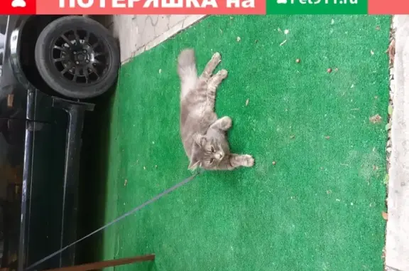 Пропала кошка в Геленджике на Садовой, 11
