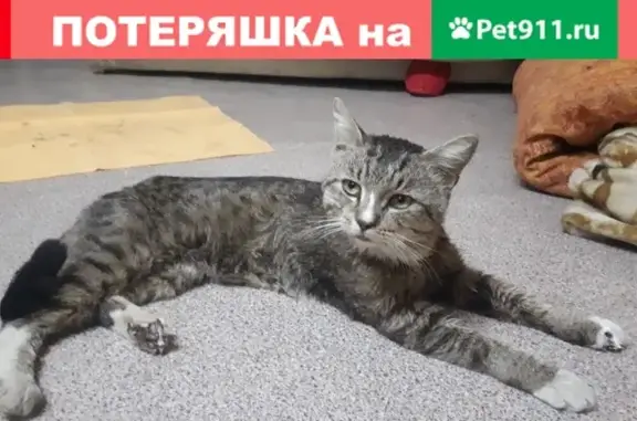 Найден домашний кот в Балаково