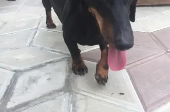 Найдена собака в Марушкинском квартале