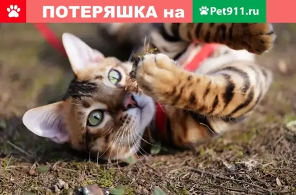Пропала кошка Бенгал по имени Бонифаций в Морозовке, Солнечногорском районе