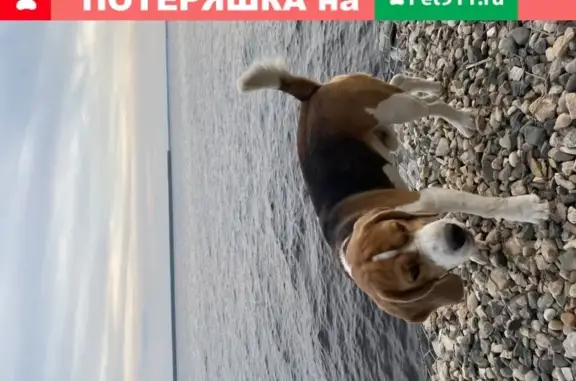 Пропала собака в Москве, Гольяново, вознаграждение.
