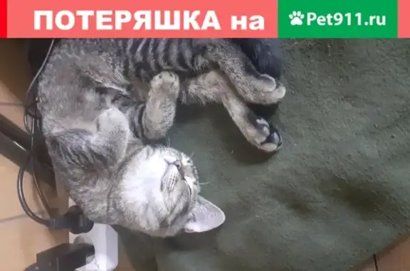 Необычная кошка в Ростове, 3-й Морозный переулок