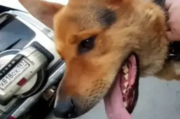 Потерянная собака в Бутово, без контактных телефонов