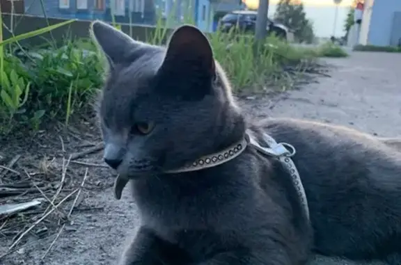 Найдена кошка на ул. Коломенская 91