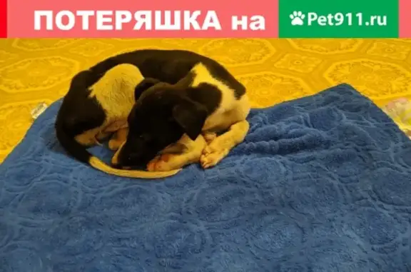 Найден щенок с красным ошейником в Омске