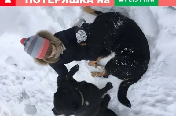 Пропала пара собак на Вашутинском шоссе, Химки