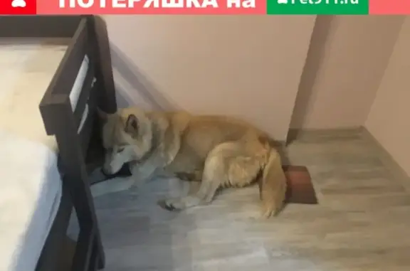 Найден пес на Московской 144/2 в Краснодаре