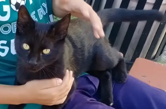 Найден ласковый котик на улице Ерёменко, Ростов-на-Дону
