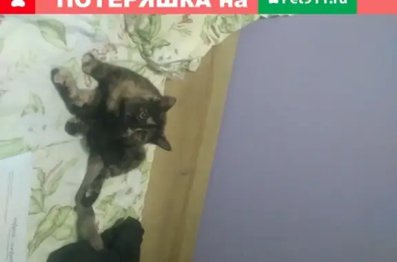 Пропала кошка Буся, Волгоград, Штеменко, 8