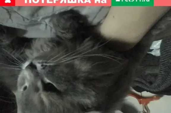 Пропала кошка в Москве, Марьино, Марьинский Парк