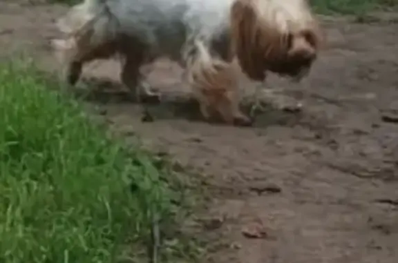 Найдена собака в Центральном районе Орла