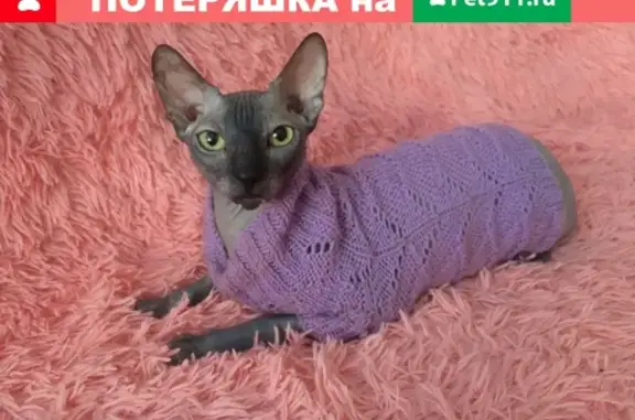 Пропала кошка Грета на Ворошилова в Кемерово