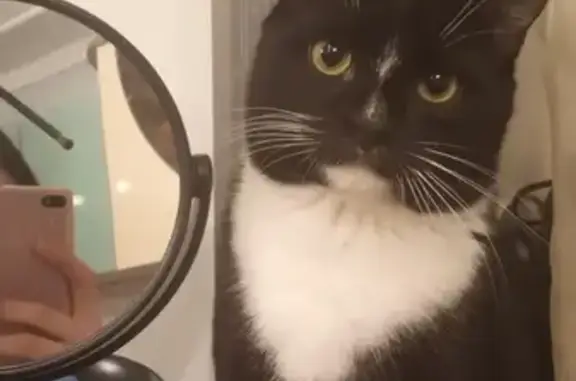 Кошки потеряшки, Набережные Челны, фото: Потеряшка кот 