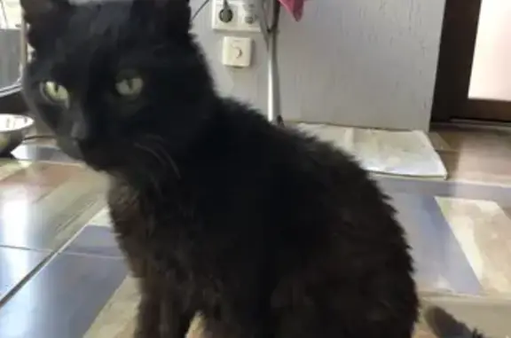 Найдена кошка на Лесной Поляне в Кемерово