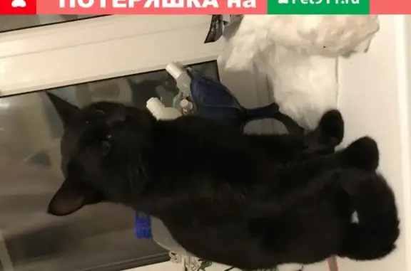 Пропал кот Феликс в Посёлке Латухино, СНТ Аннушка