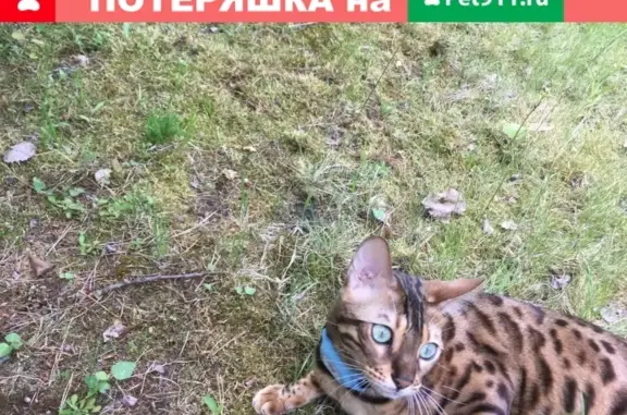 Пропала кошка Бенгал в Санкт-Петербурге.